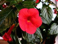 Achimenes 'Glory' (rhizomes) Achimenes 'Glory' (rhizomes)